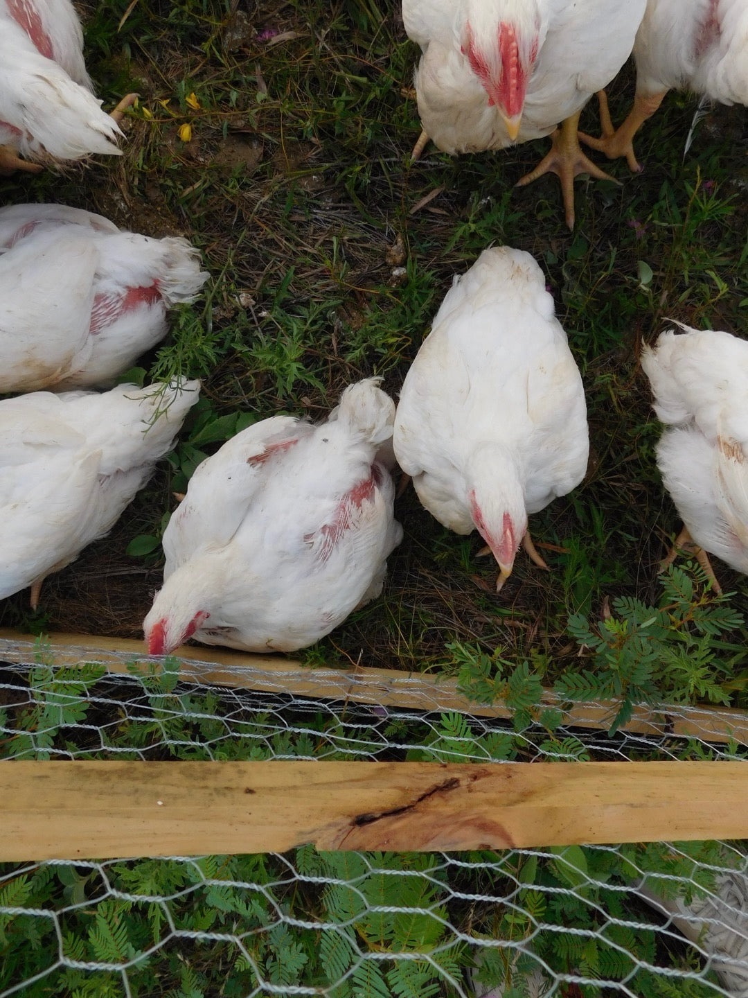 CHICKEN