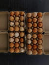EGG CLUB
